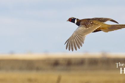 Birds fly over fields in part of the circle of life at The Highlands